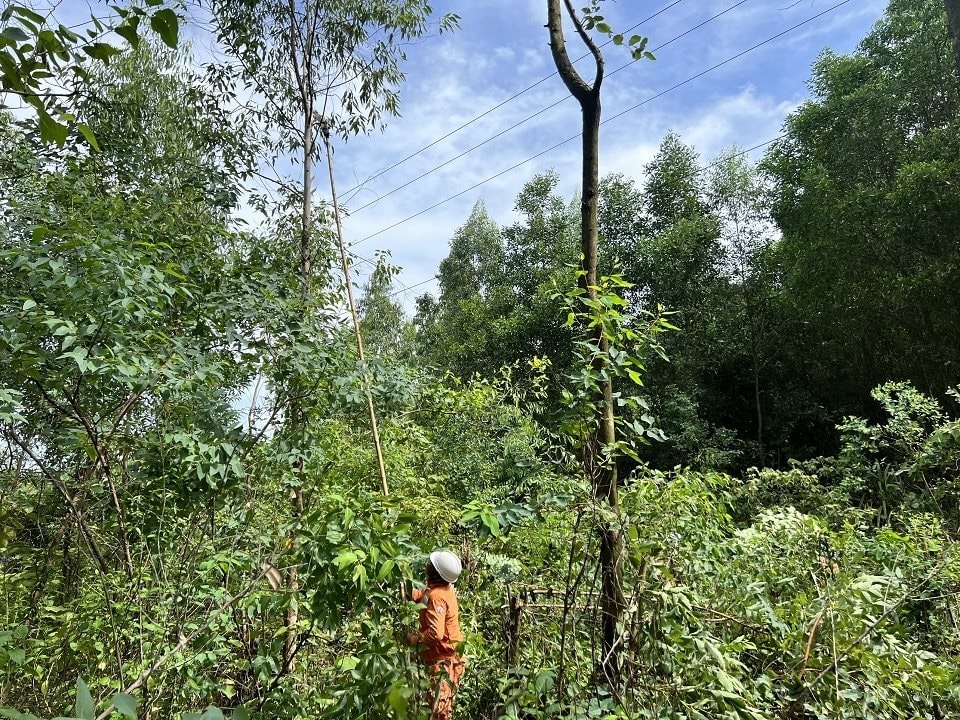 dien-luc-ky-anh-pc-ha-tinh-tang-cuong-cac-phien-lam-viec-de-chat-tia-cay-coi-phat-quang-hanh-lang-tren-cac-khu-vuc-co-duong-day-trung-the-di-qua..jpg