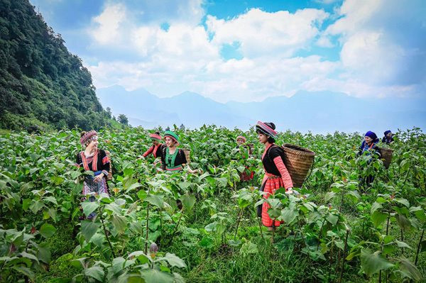 Lào Cai: Đẩy mạnh đào tạo nghề nông nghiệp trong chương trình mục tiêu quốc gia