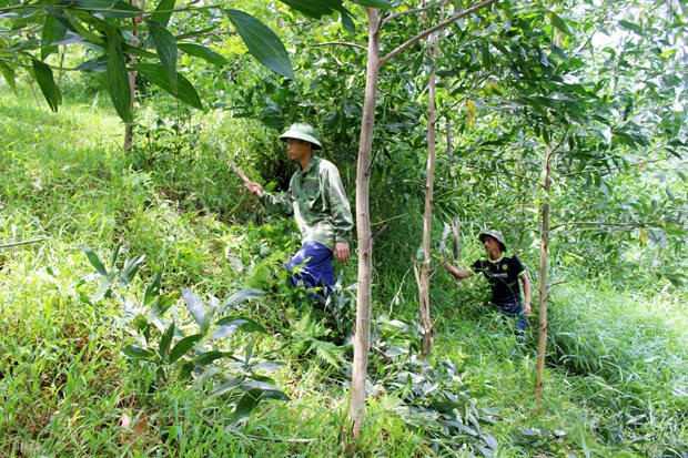 Hà Giang: Trợ cấp gạo cho đồng bào DTTS tham gia bảo vệ và phát triển rừng