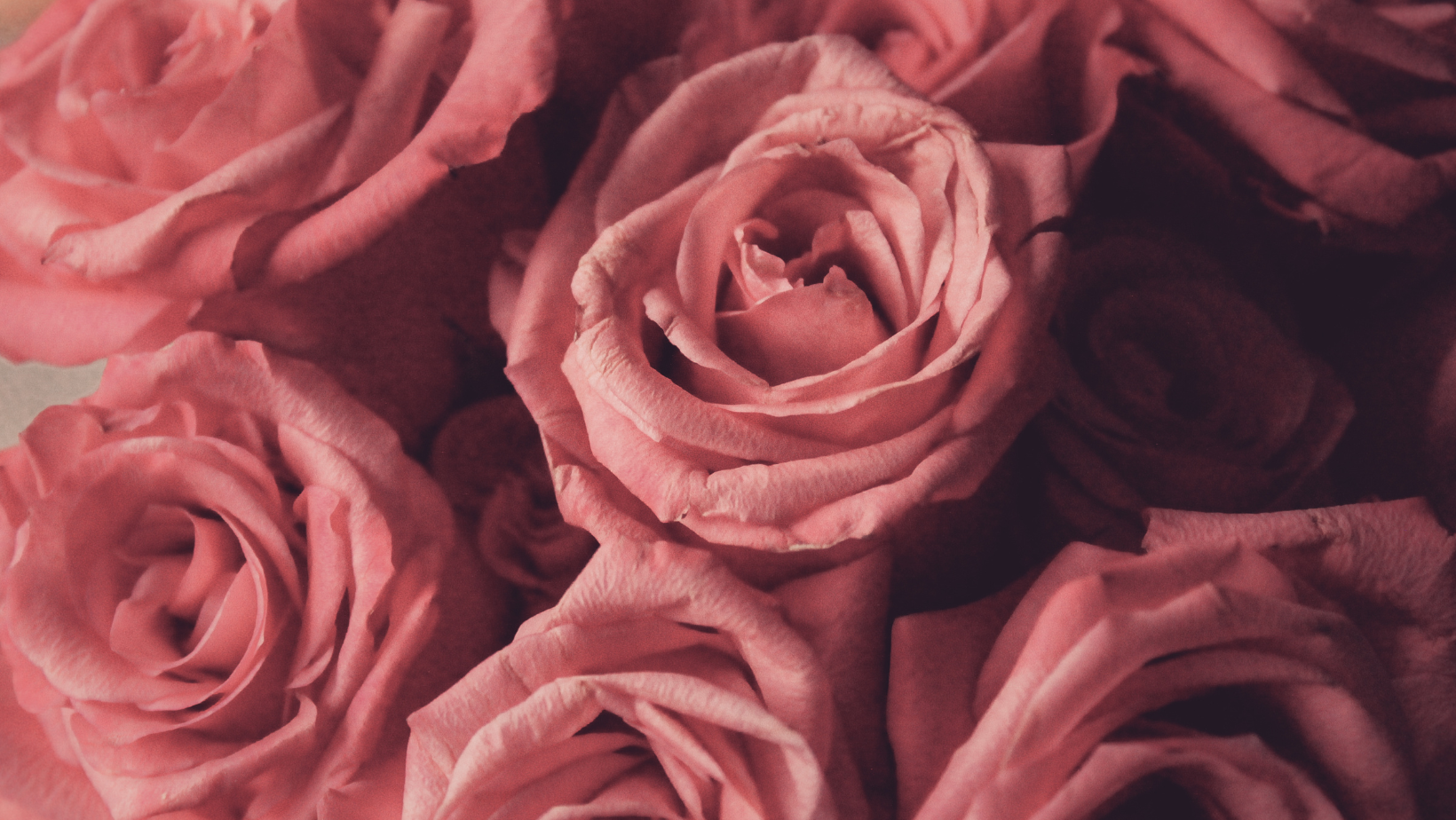 pink-rose-valentine-s-day-facebook-cover-.png