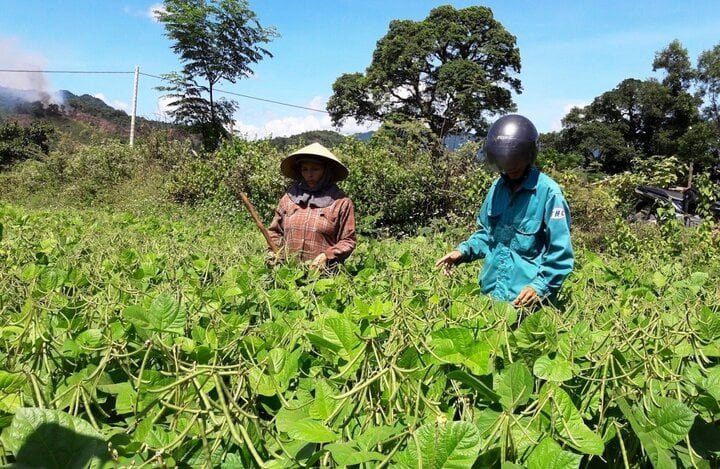 Huyện miền núi Quảng Trị giảm nghèo nhờ hợp tác xã