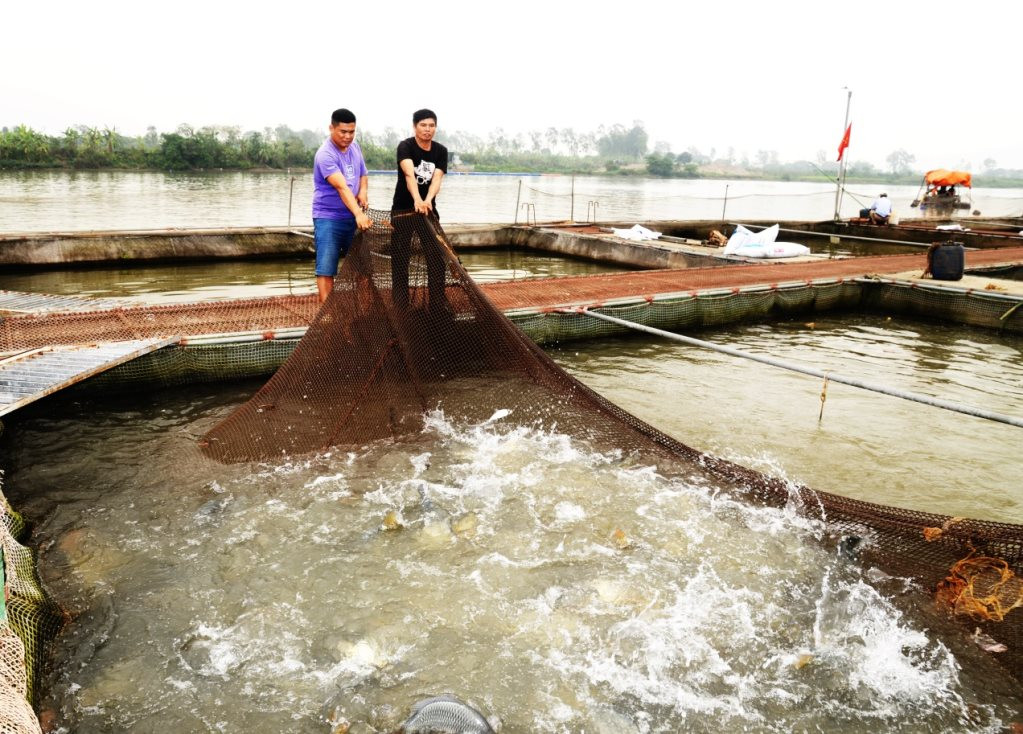 Nghề nuôi cá lồng dưới sông Hồng