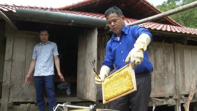 Phát triển kinh tế từ mô hình nuôi ong lấy mật