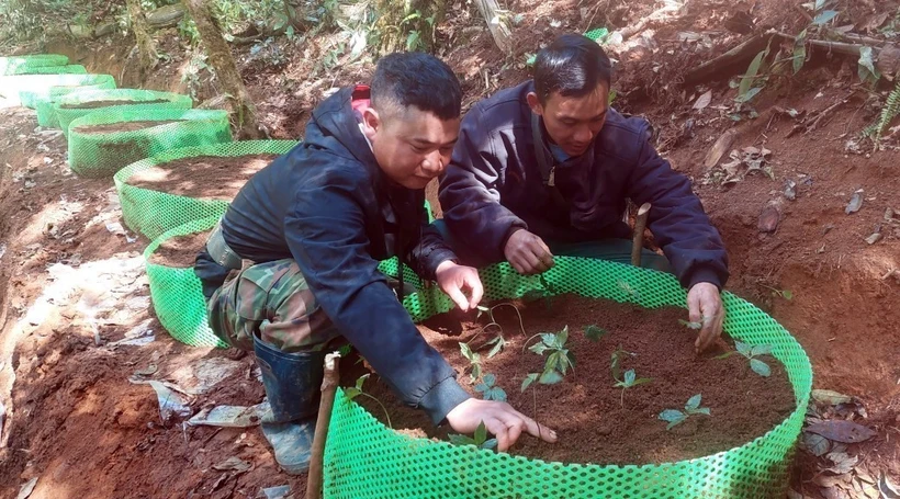 Trao 12.000 cây sâm giống Ngọc Linh cho 300 hộ nghèo ở huyện Tu Mơ Rông