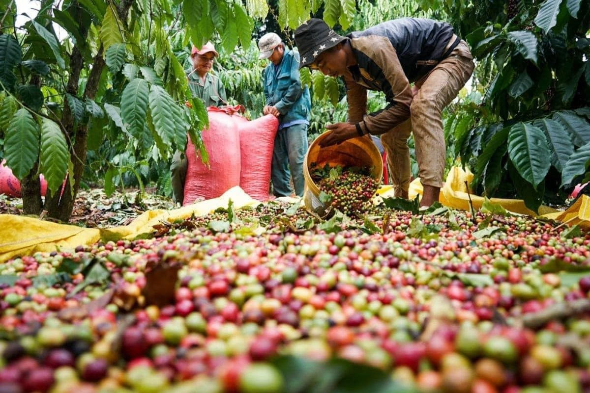 Cao nguyên mùa thu hoạch cà phê