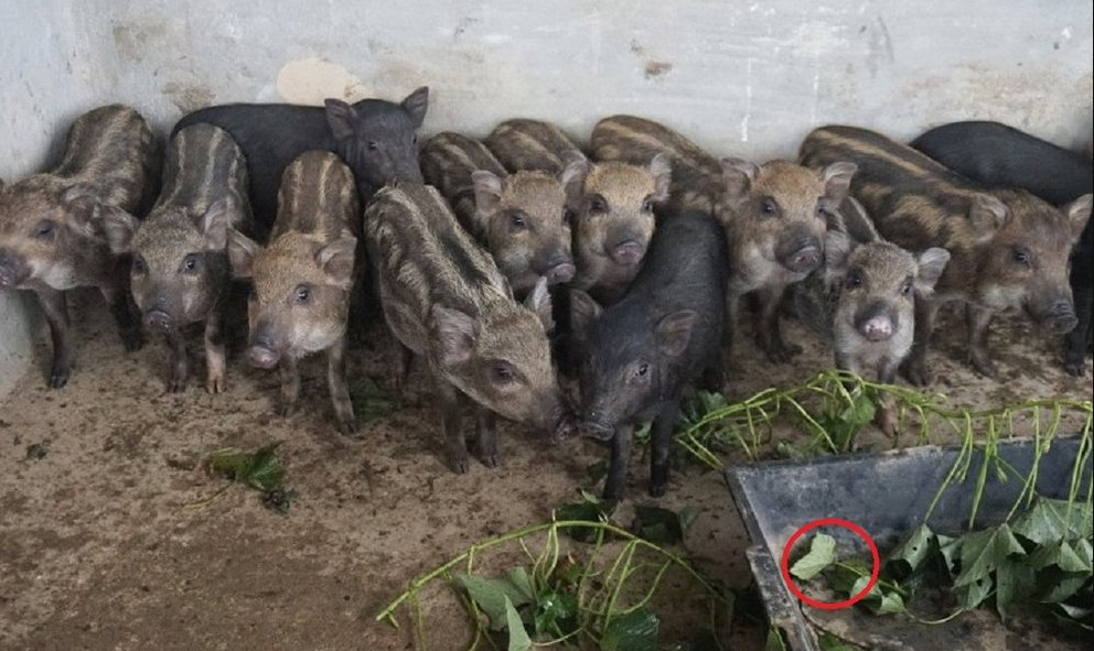 Anh nông dân thu 1 tỷ đồng mỗi năm nhờ nuôi lợn kiểu "lạ"