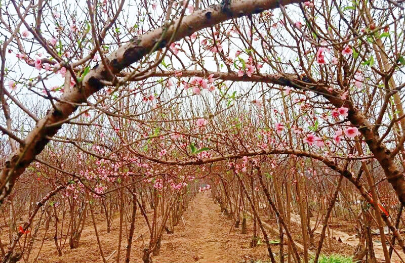 Xứ Thanh chuẩn bị đón xuân