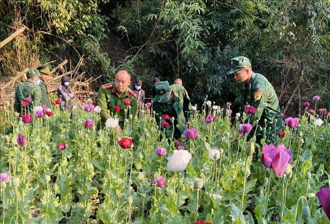 Quyết liệt xóa bỏ cây thuốc phiện tại các tỉnh biên giới