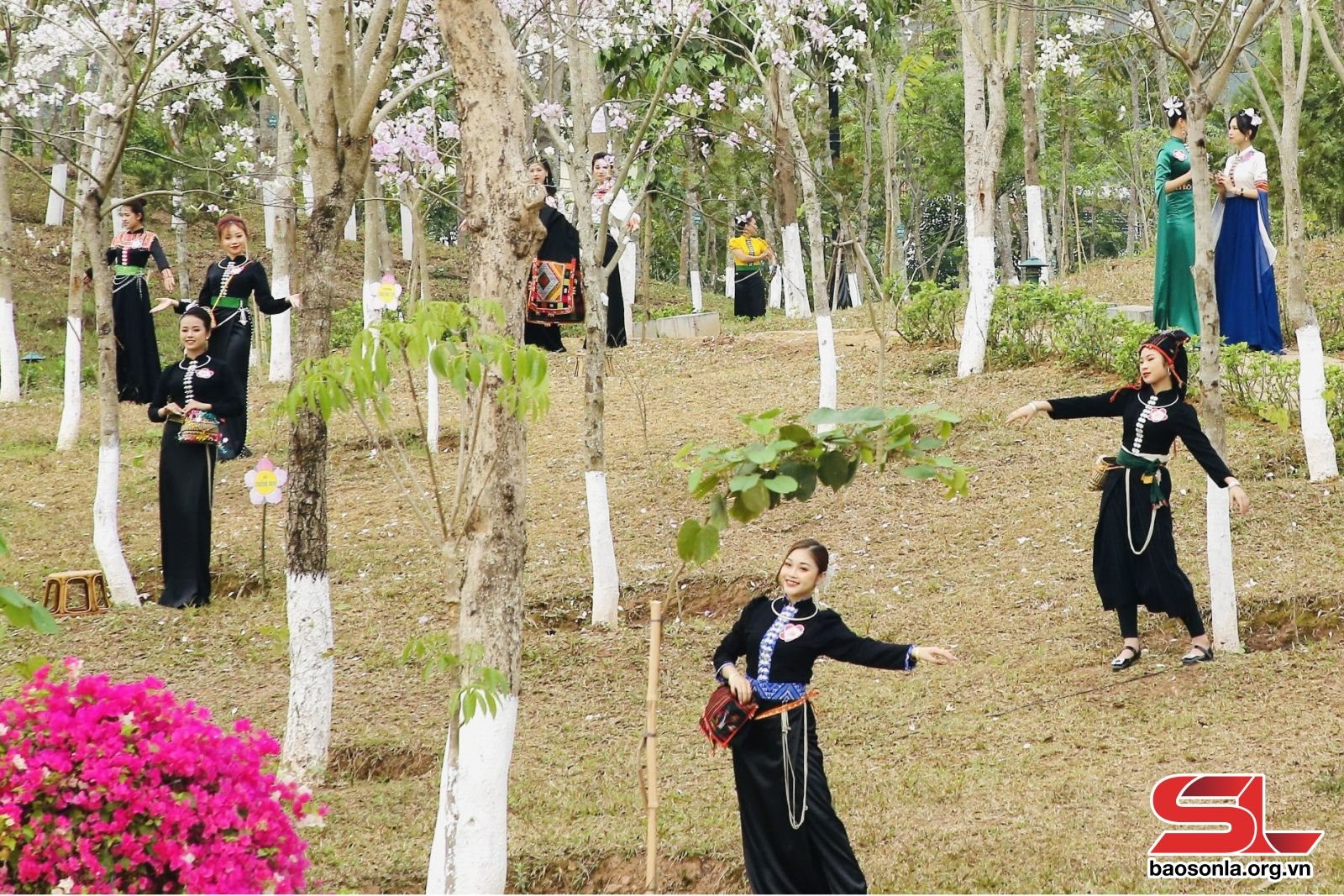 Hoa ban trong đời sống và văn hóa dân tộc Thái