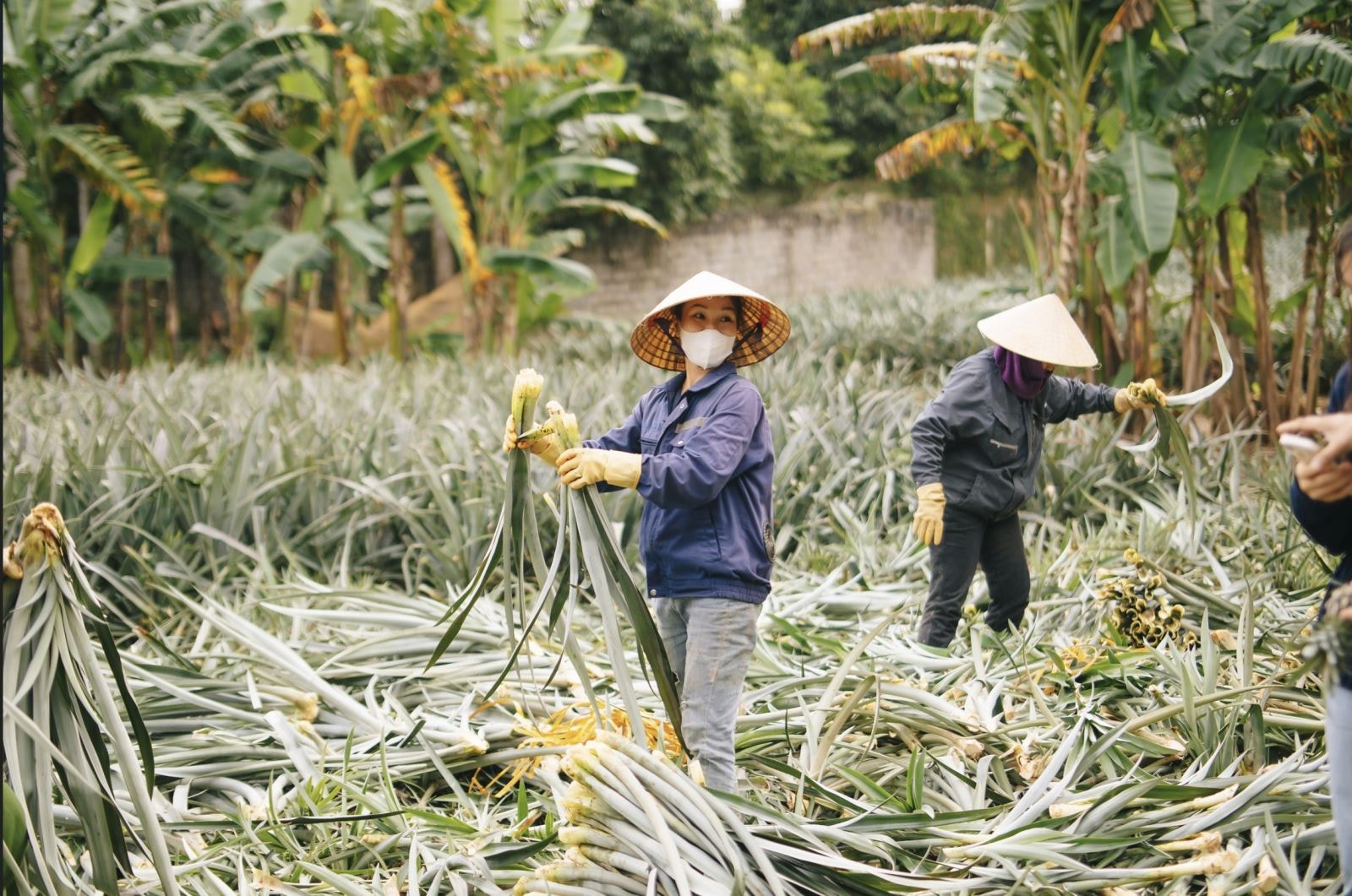 Công nhân thu hoạch lá dứa.