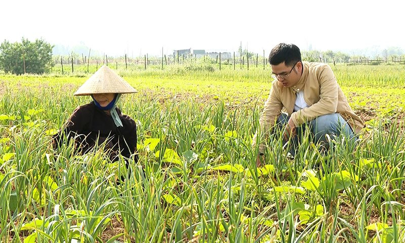 Tỏi tía phát triển trên vùng cồn bãi