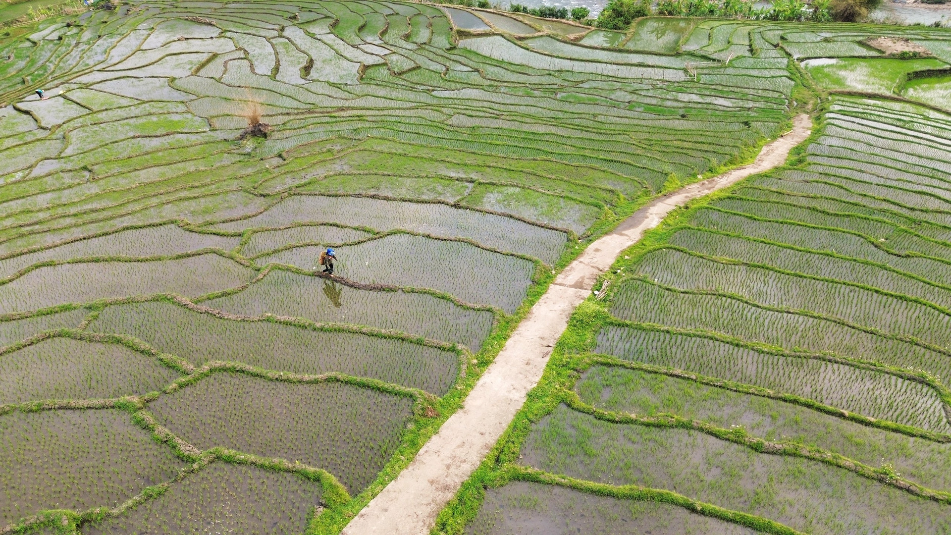 Xanh mướt những cánh ruộng bậc thang trên cổng trời Mường Lát- Ảnh 10.