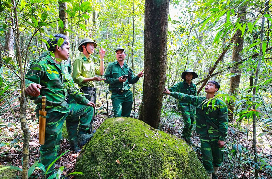 Chú trọng kiểm tra, bảo vệ, phát triển rừng