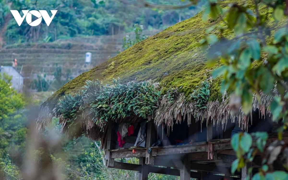  lac loi o ban lang phu reu xanh tren day tay con linh ha giang hinh anh 1