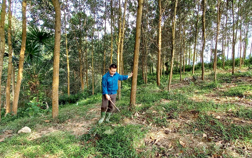 Hiệu quả chính sách giao đất, giao rừng