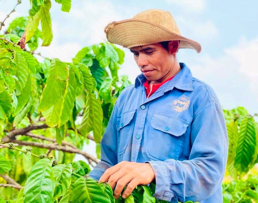 Lão nông Jrai thu hơn 800 triệu đồng mỗi năm nhờ trồng cà phê