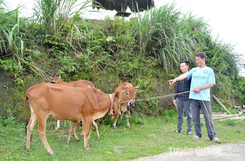 Chuyện người Mông Hồng Thái nuôi bò