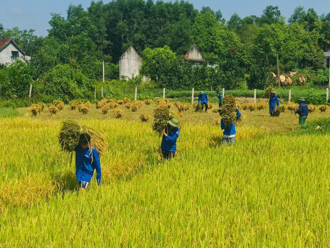 Áo xanh tình nguyện trên những cánh đồng lúa chín