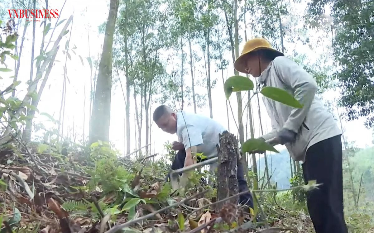 Từ trà hoa vàng đến kinh tế rừng, nông dân Ba Chẽ liên tục giàu lên nhờ những cách làm hay