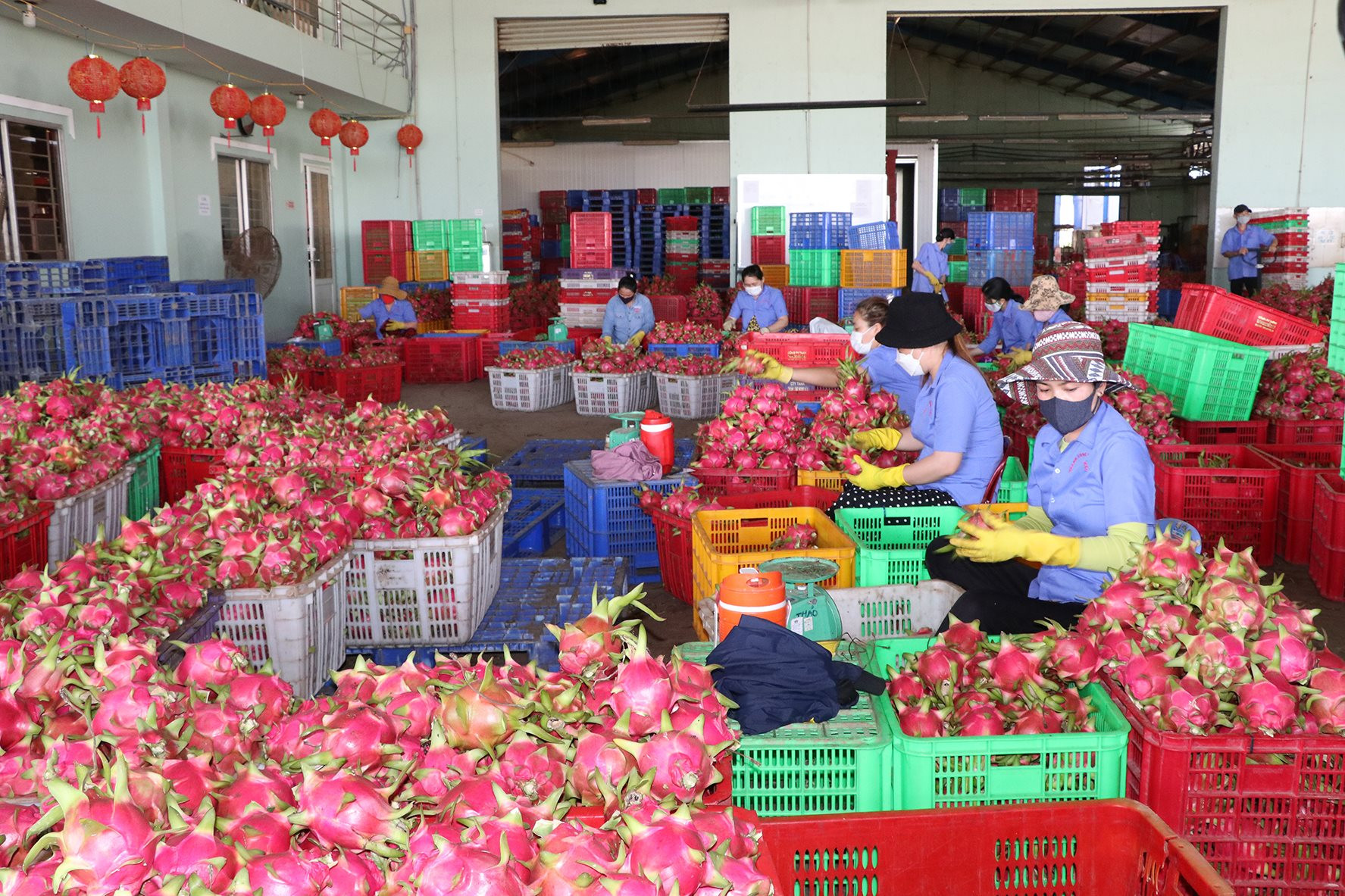 Binh-Thuan-tang-cuong-xuat-tien-thuong-mai-cho-thanh-long