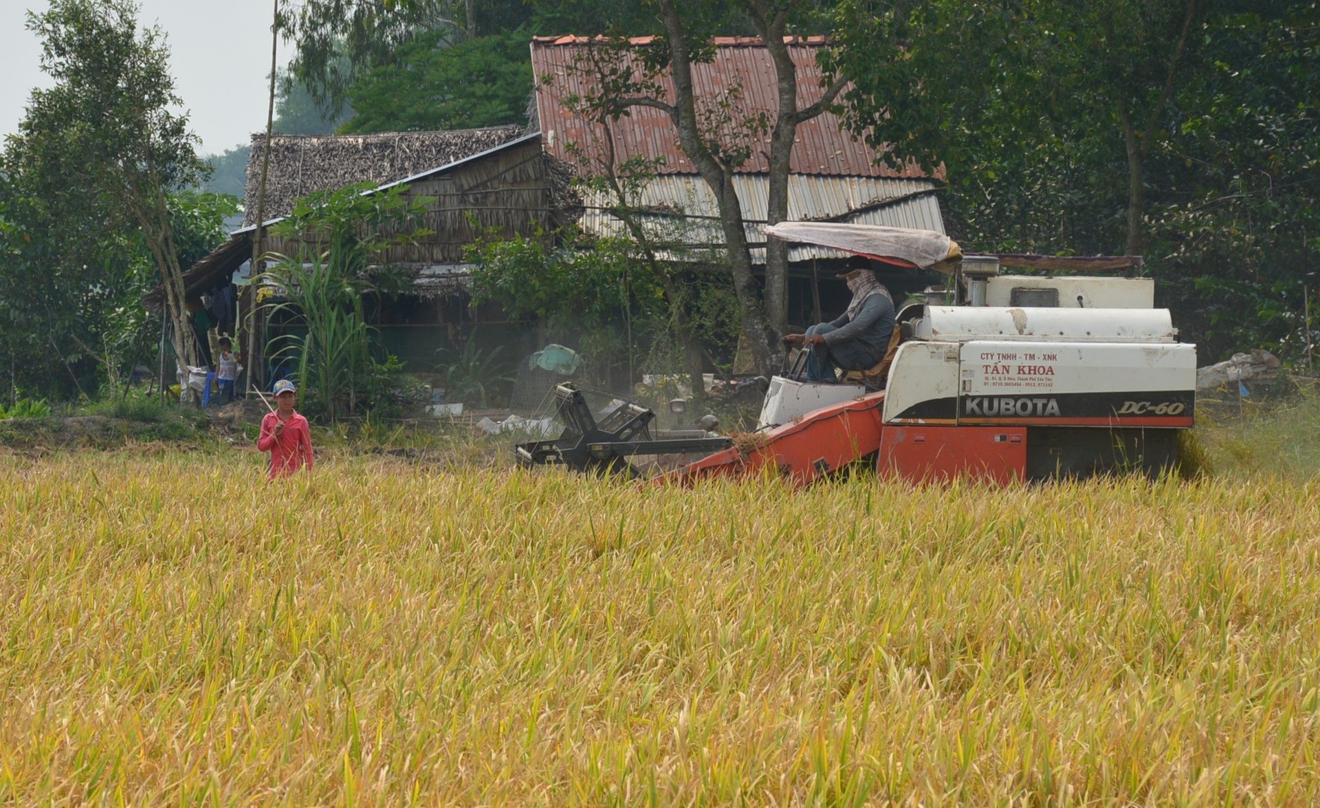 2-ubnd-tinh-ca-mau-cung-yeu-cau-cac-co-quan-don-vi-lien-quan-tang-cuong-tuyen-truyen-de-nong-dan-thuc-hien-lien-ket-trong-tieu-thu-lua.jpg