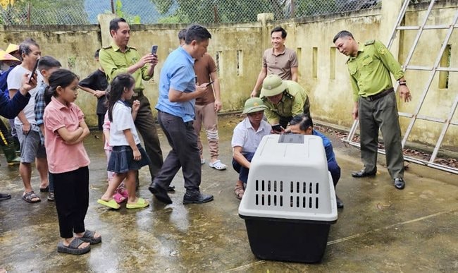 Bắt cá thể voọc đi lạc quậy phá dân cư