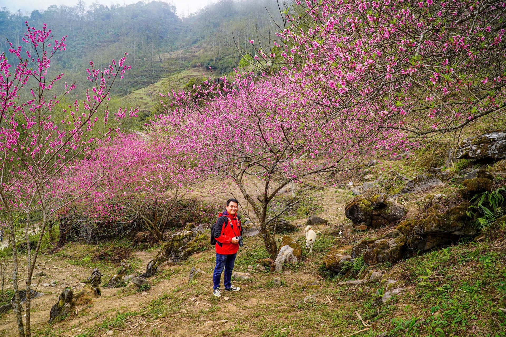 hoa-dao-ha-giang-3-.jpg