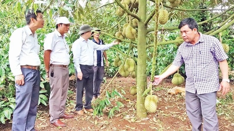 cap-ma-so-vung-trong-sau-rieng-1748477857.jpg