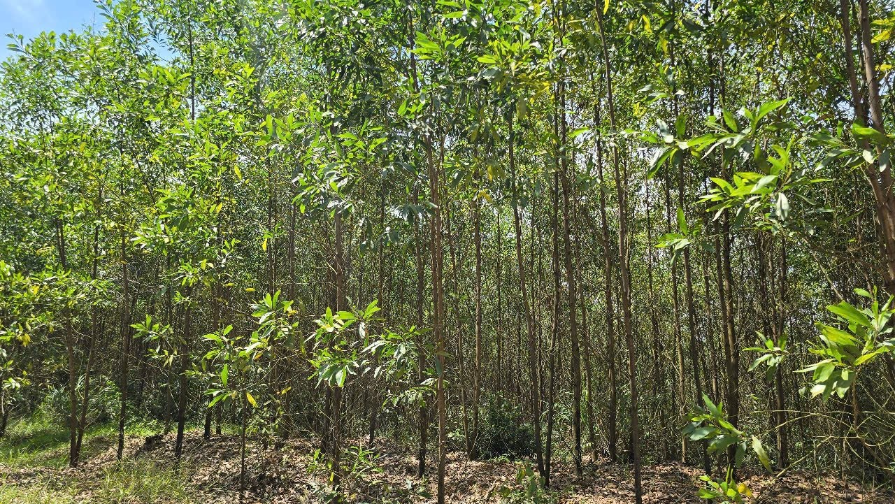 209-ha-rung-l3.jpg