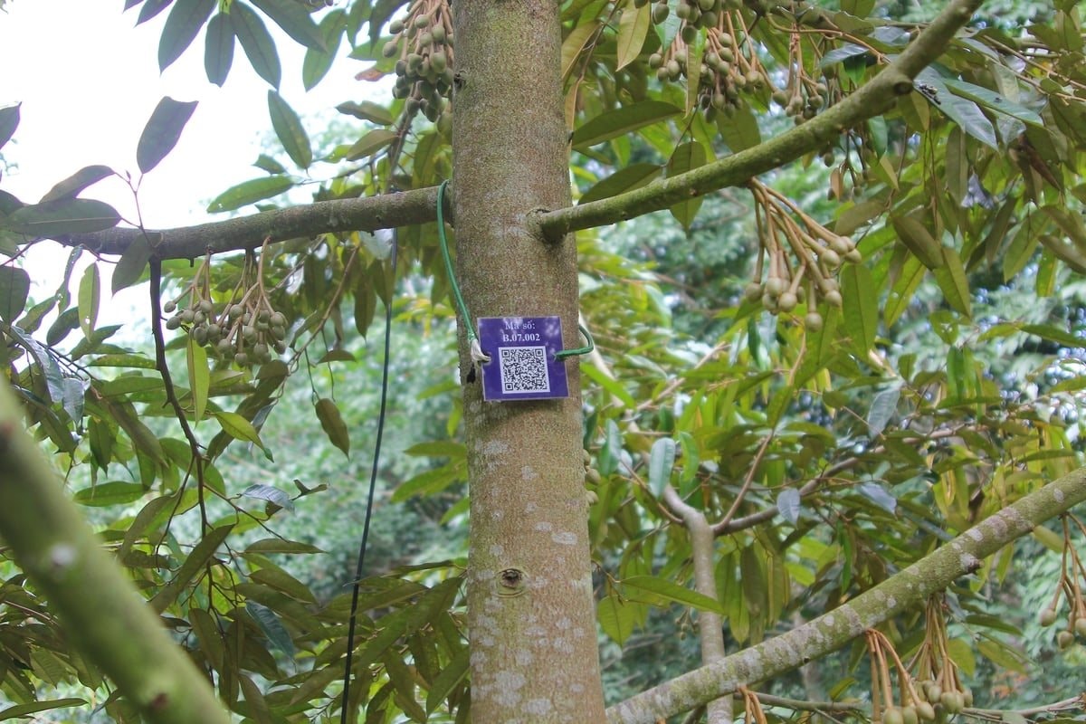 sau-rieng.jpg