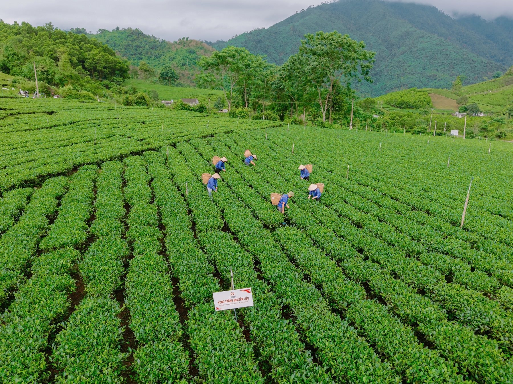 vung-nguyen-lieu-thi-diem-doi-che-cua-htx-la-bang.jpg