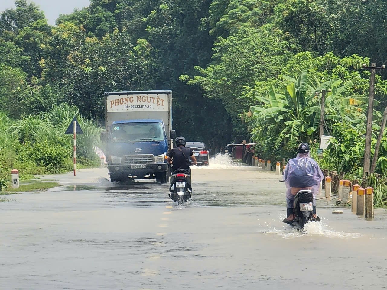 ngaplut.jpg