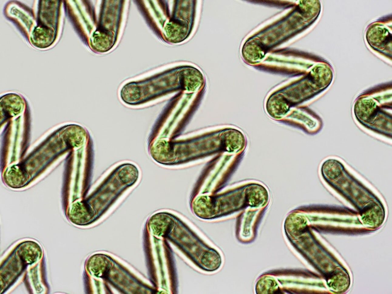 tien-phong-ung-dung-tao-spirulina-2.jpg