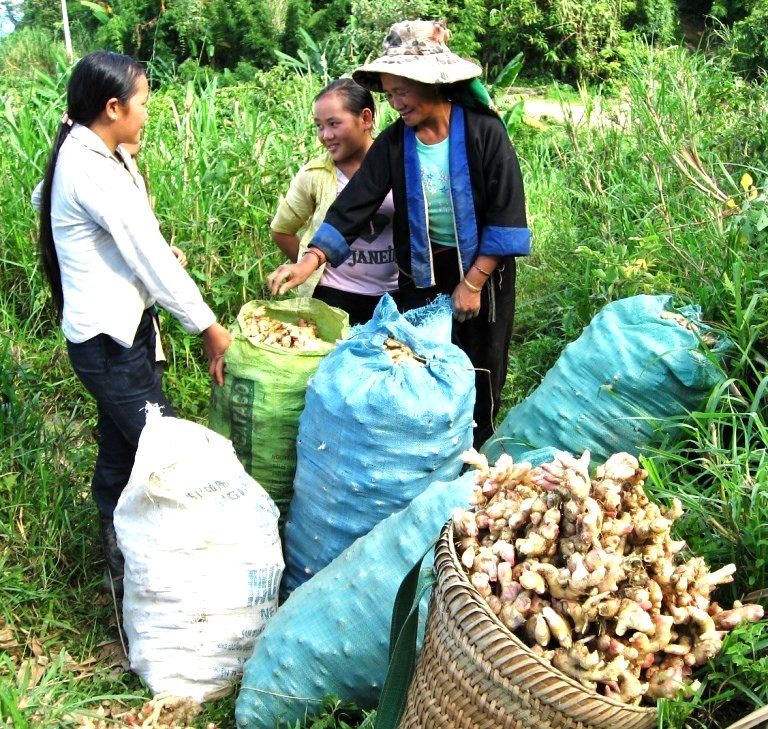 nuong_gung_rjts.jpg