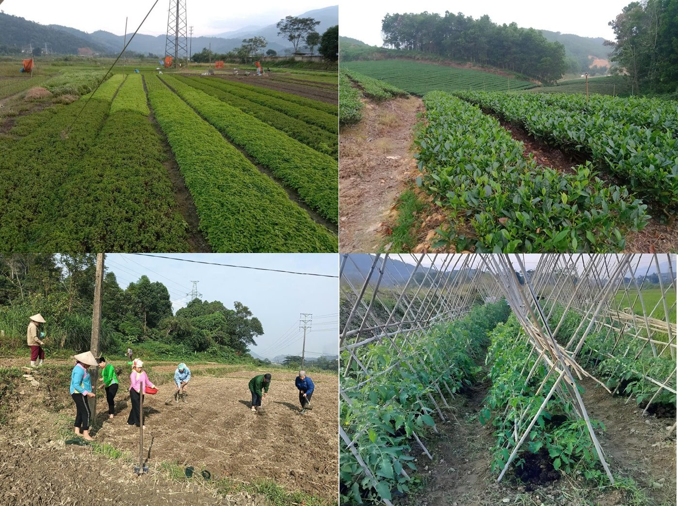 lao-cai-phat-trien-kinh-te.jpg