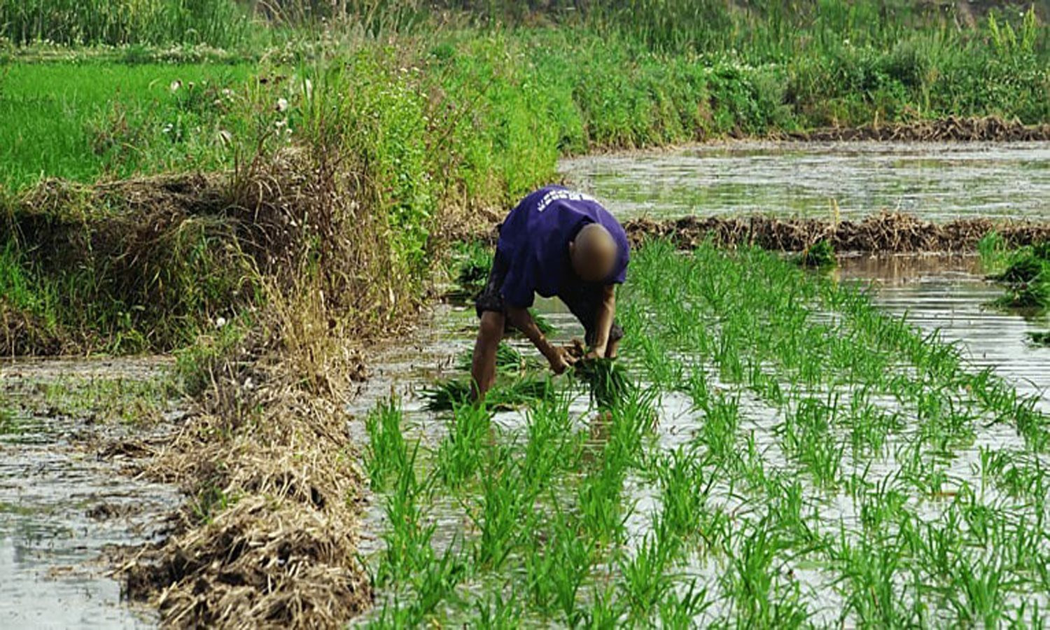 pngtree-summer-and-summer-planting-rice-seedlings-planting-rice-planting-sowing-farmers-image_803333.jpg