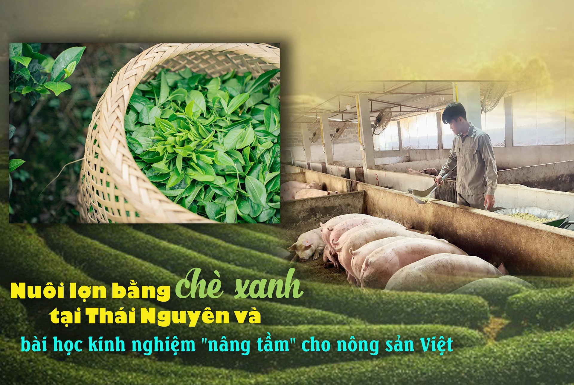 nuoi-lon-bang-che-xanh-thai-nguyen.jpg