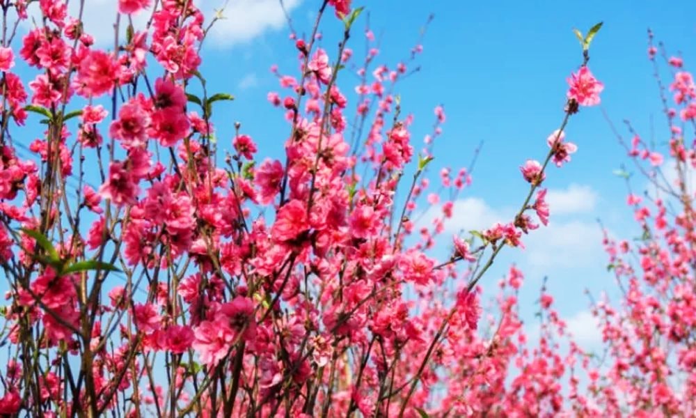 Đảm bảo nhân dân đón Tết Bính Ngọ 2026 vui tươi, an toàn, tiết kiệm