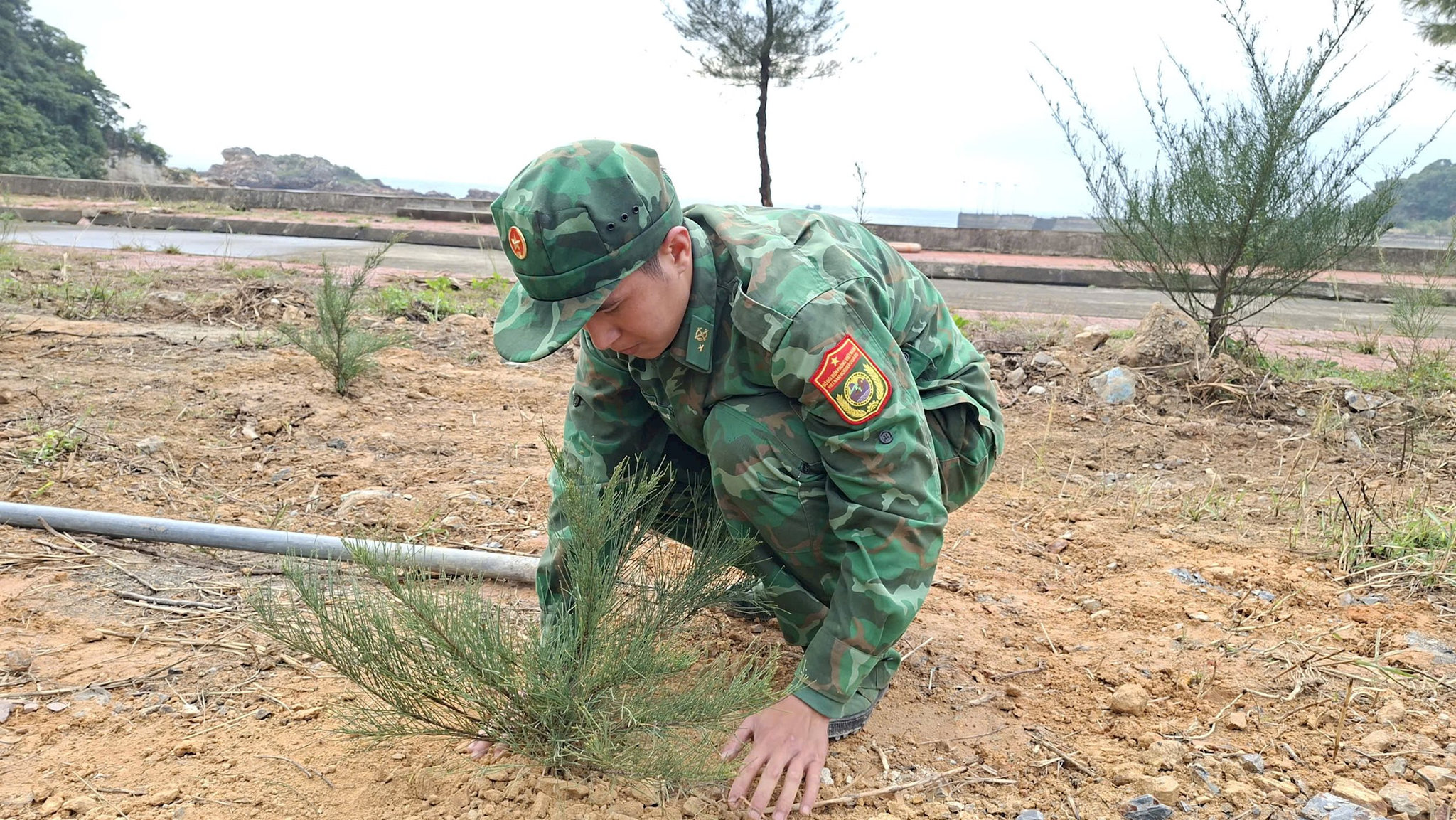 tet-trong-cay-10.jpg