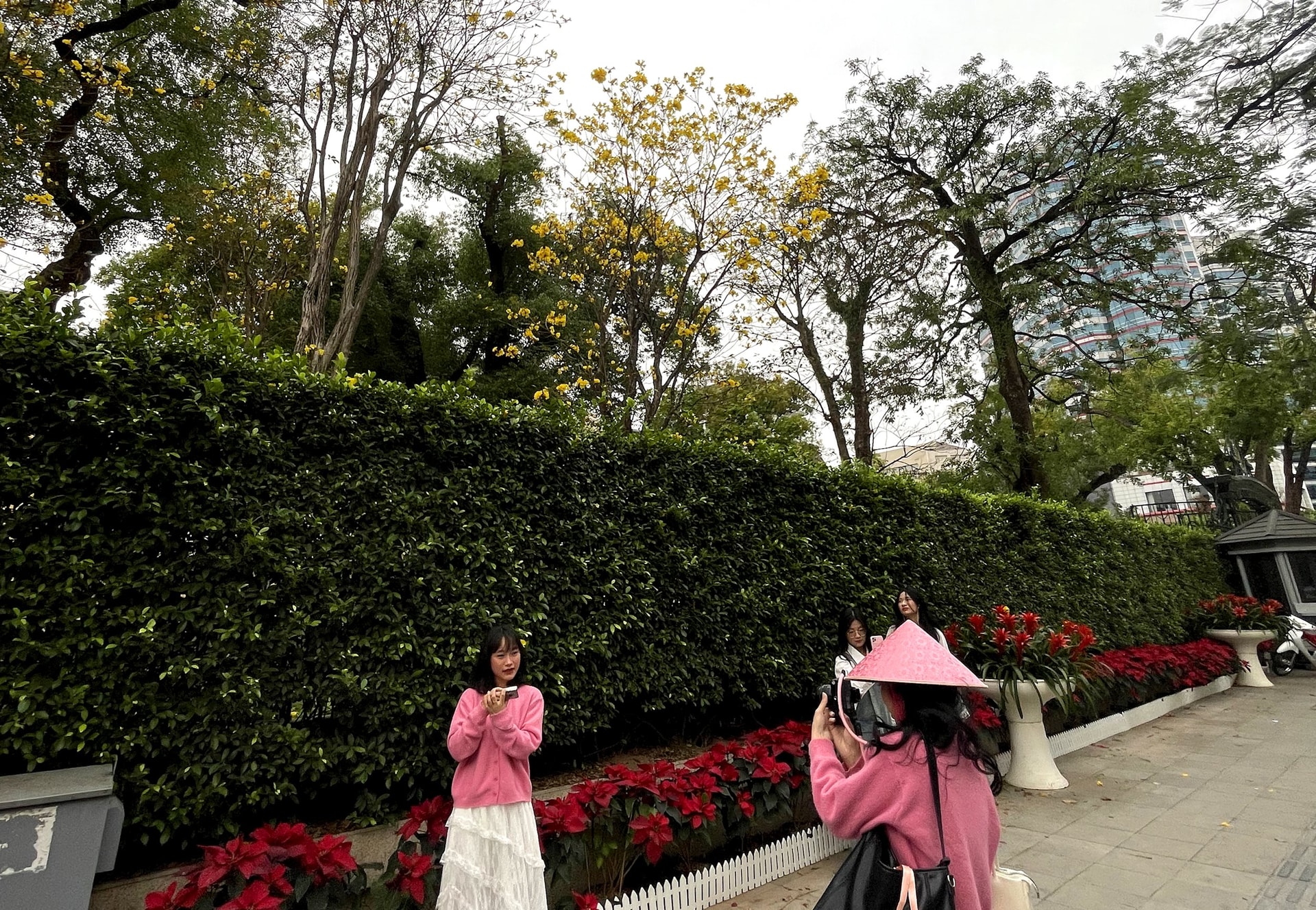 hoa-phong-linh-10-.jpg
