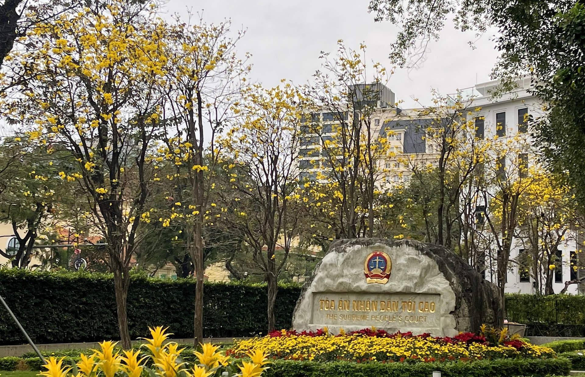 hoa-phong-linh-13-.jpg