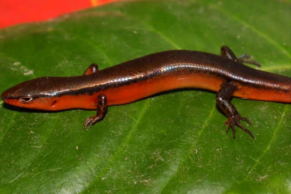 Phát hiện loài thằn lằn mới tại Vườn Quốc gia Vũ Quang