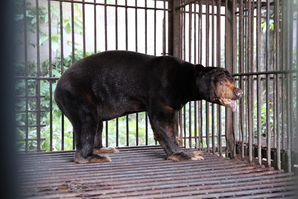 Cứu hộ thành công 4 cá thể gấu nuôi nhốt, đưa về Bạch Mã chăm sóc