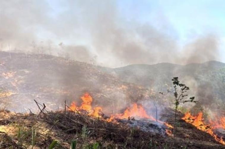 Chặn cháy rừng từ sớm