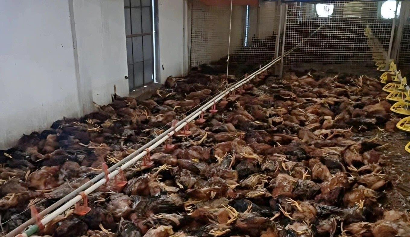 Sự cố hi hữu khiến hơn 5.000 con gà chết ngạt