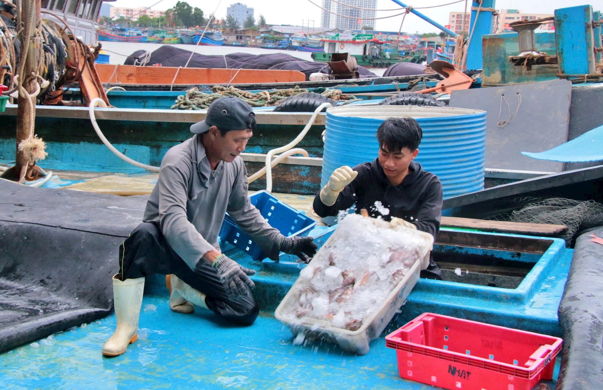 Đà Nẵng số hóa quản lý nghề cá, siết kỷ cương chống IUU