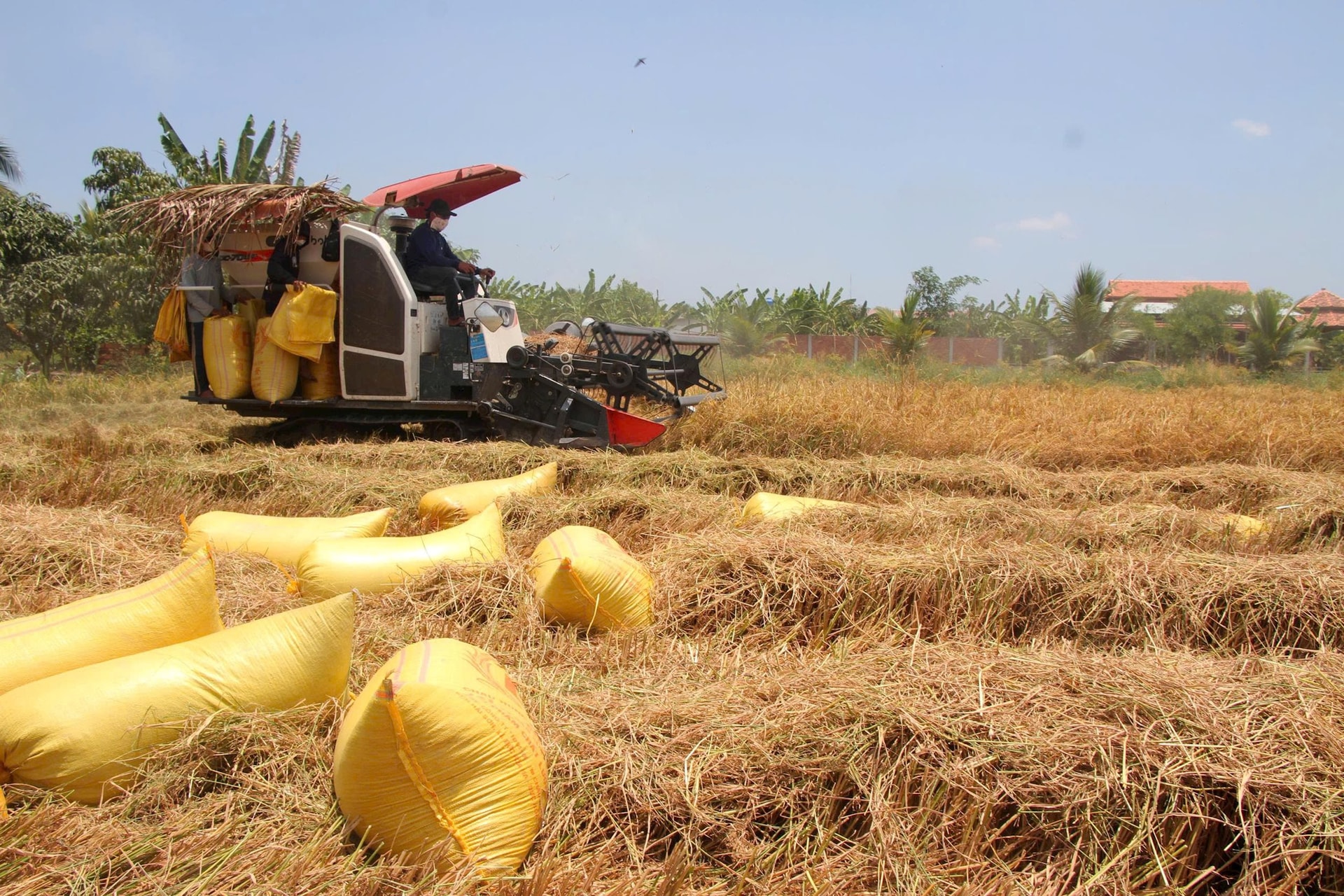 Hội thảo giải pháp kết nối sản xuất, tiêu thụ ngành hàng lúa gạo