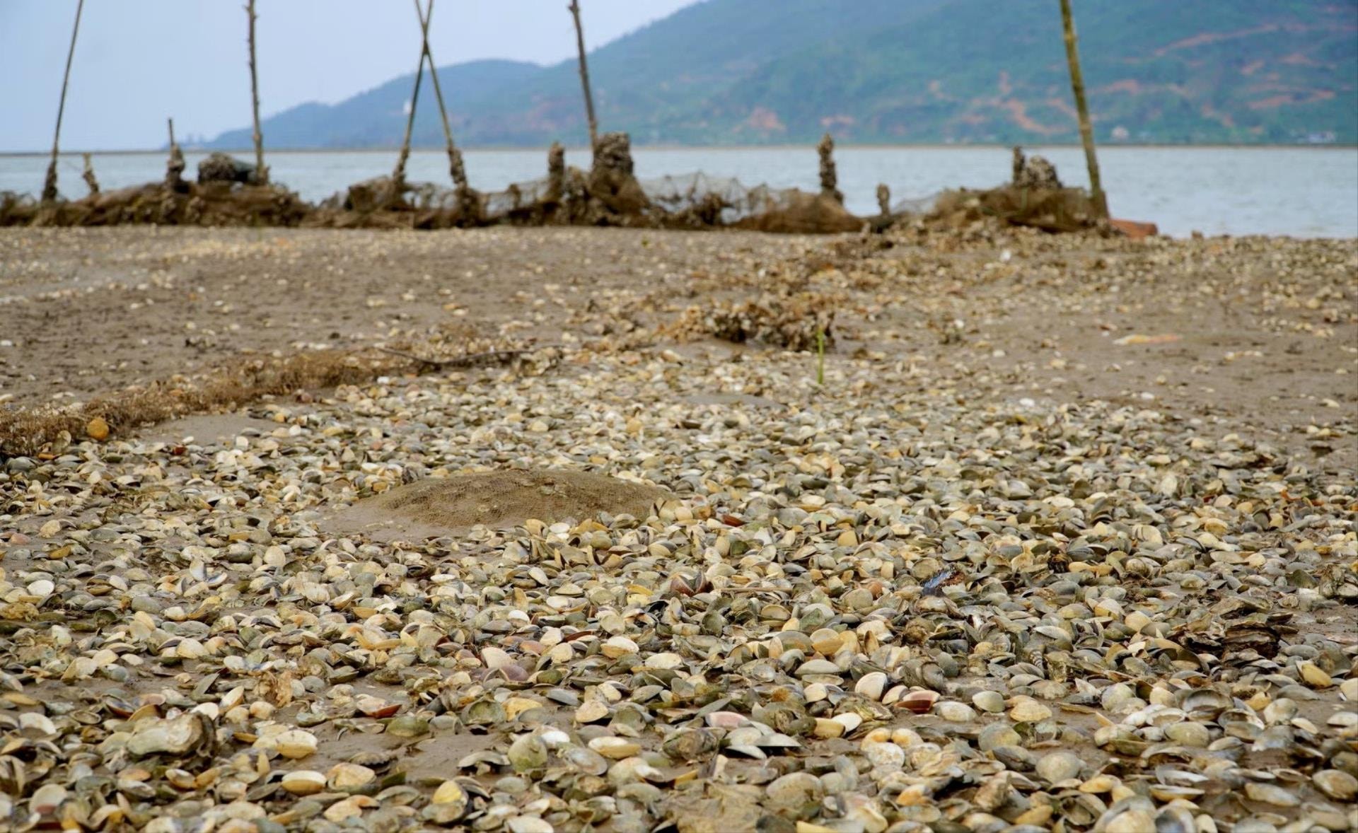 Hà Tĩnh tìm nguyên nhân gần 120 tấn ngao chết bất thường