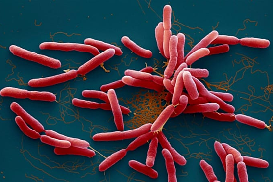 Hà Nội cảnh báo nguy cơ gia tăng bệnh Whitmore trong mùa mưa bão