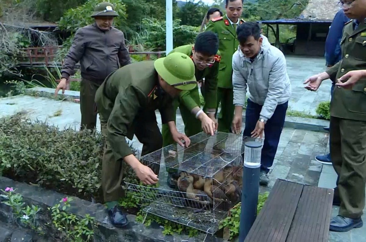 dong-vat-hoang-da.jpg